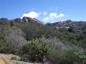 Around mile 22, the vegetation changes from oak and bay woodlands to scrubby chapparel, manzanita and pine. I heard a pack of coyotes yipping and howling in the bushes here by Knobcone Point as though they had fresh kill.